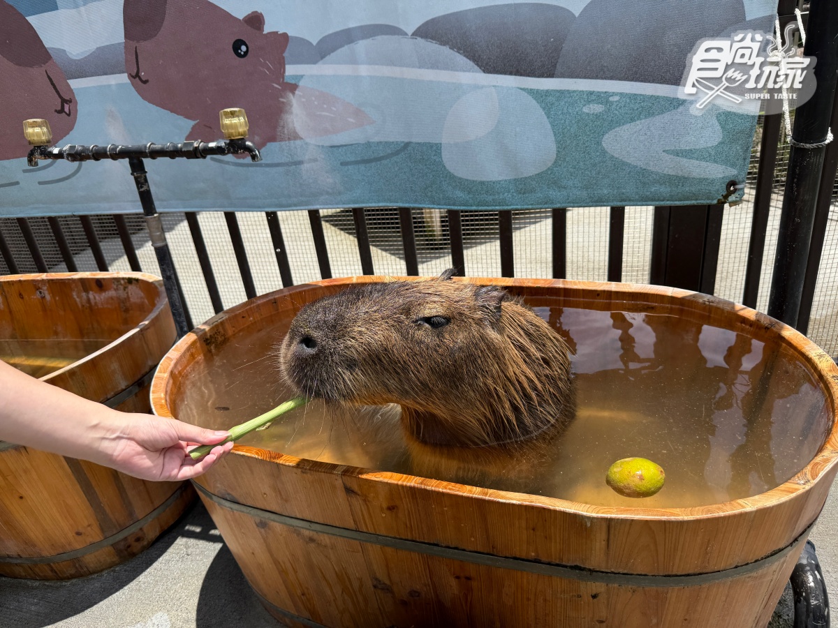 宜蘭全新「卡比巴拉」主題滑索！跨湖欣賞絕美日式庭園，餵食呆萌水豚超療癒