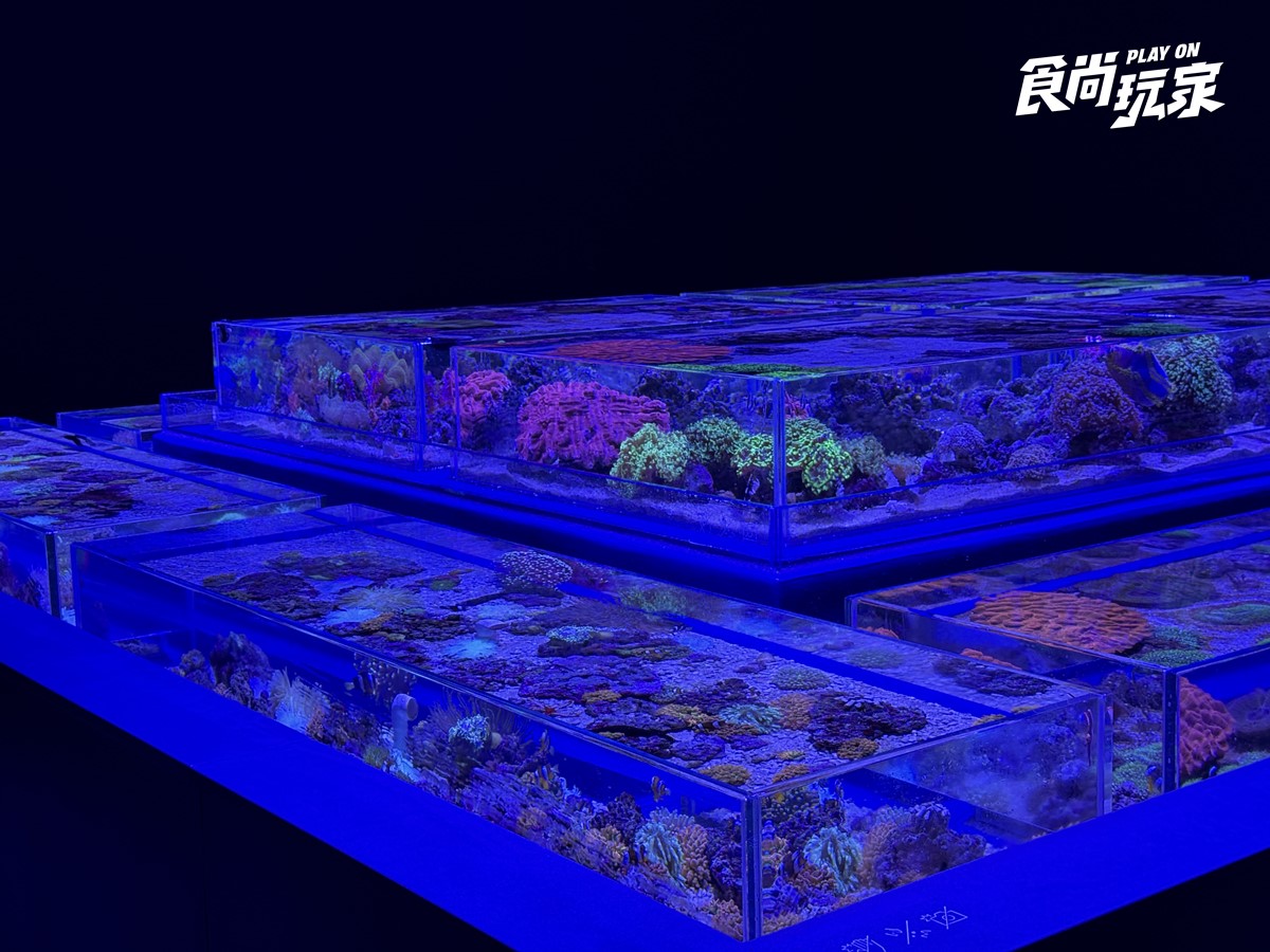 秀證件免費參觀！「台中海洋館」開幕週年10月天天享優惠，美拍７大主題展區