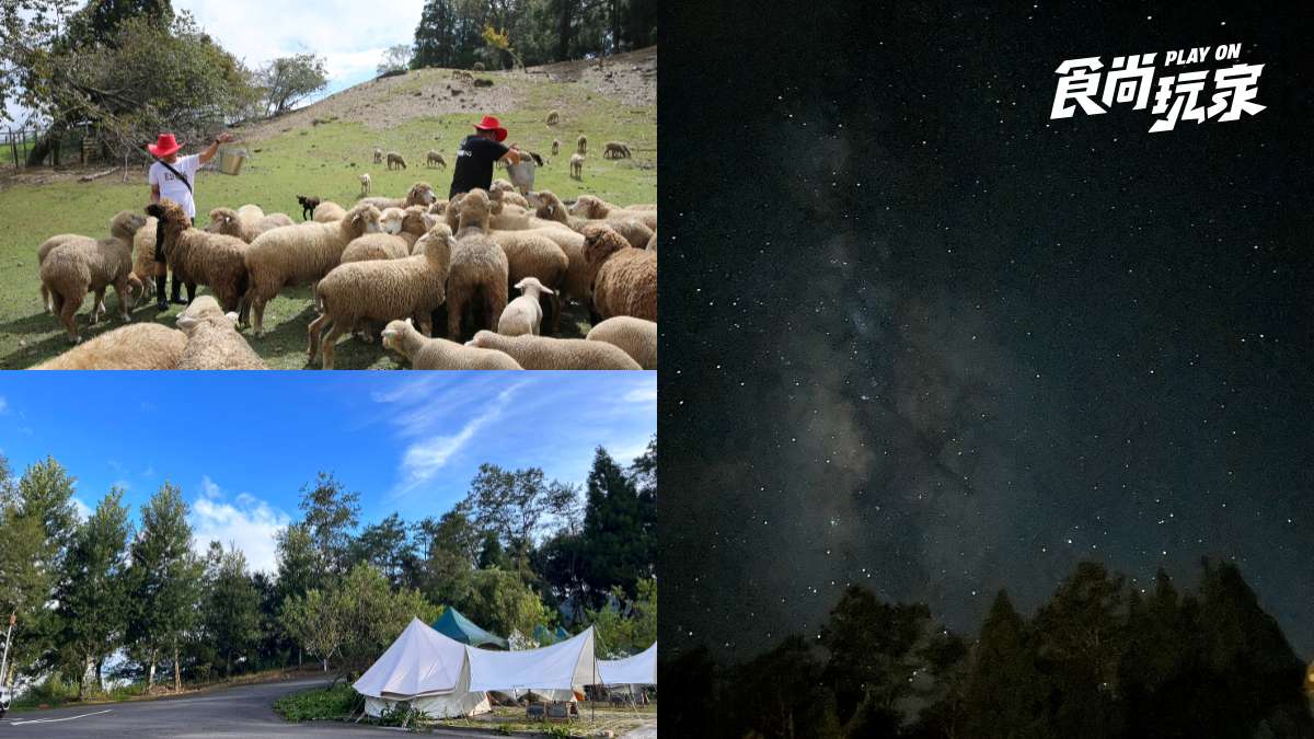 雙十連假清境這樣玩！「半日牧羊人」近距離餵羊，暗空公園、露營看銀河星空