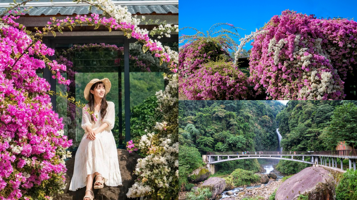 夢幻粉紅花瀑布免費拍！竹山「九重葛秘境」看山林美景，順遊瑞龍瀑布走吊橋步道