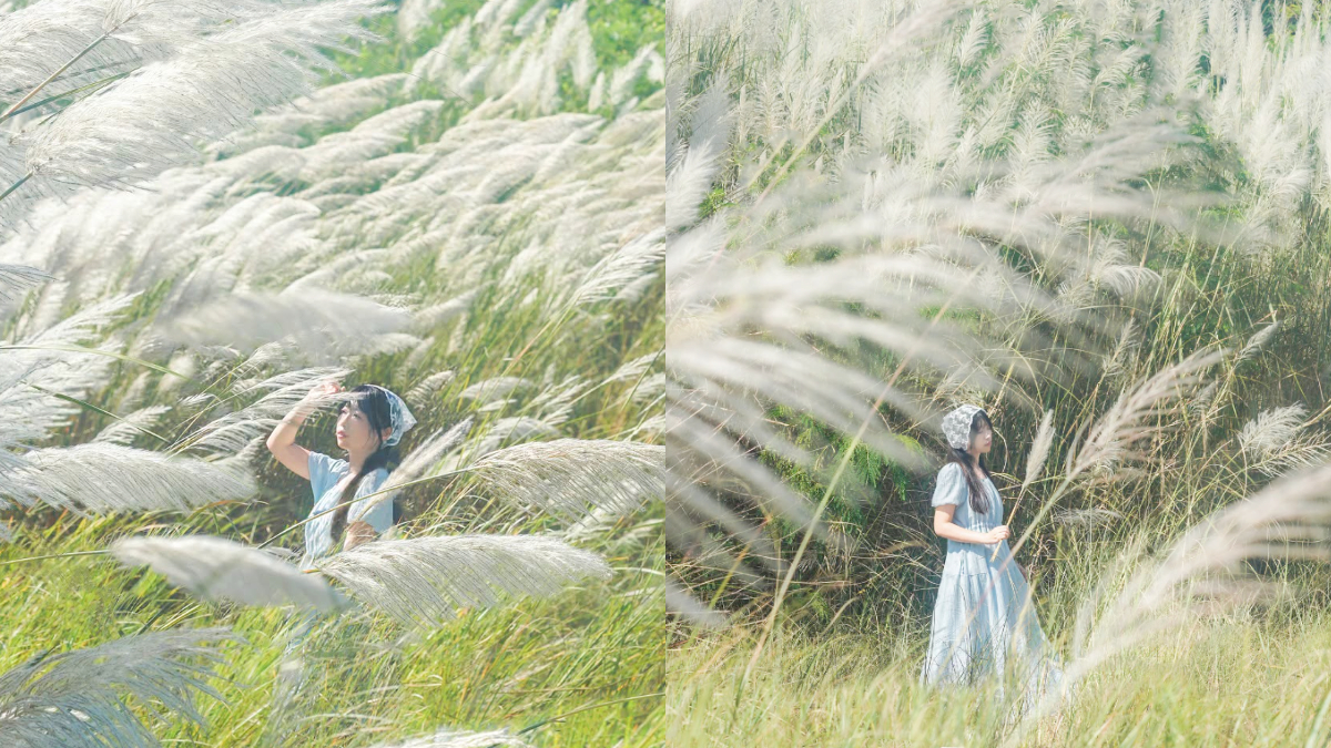 高雄隱藏版「秋雪祕境」免費拍！溪畔甜根子草盛開，順遊旗山老街、逛新景點