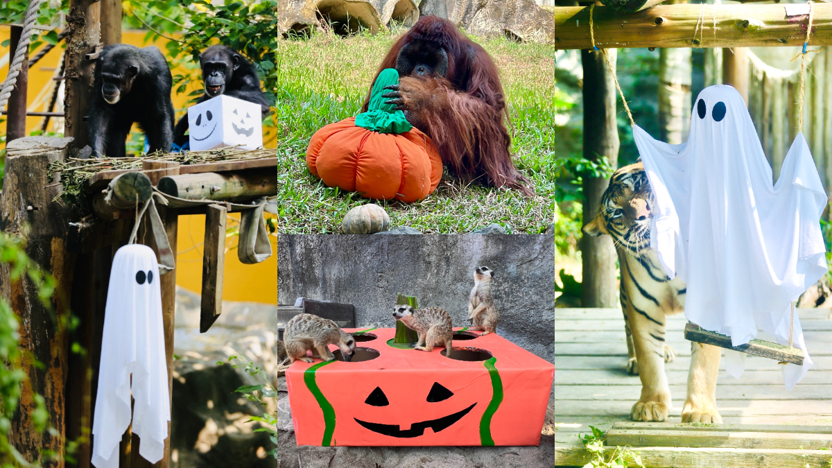 高雄２大動物園「變裝入園」免門票！免費送糖果、小禮物，還有可愛動物遊行