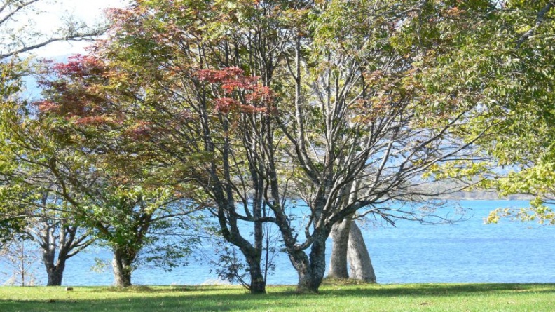 揭密!北海道道東賞楓IG熱點 P1030315.jpg