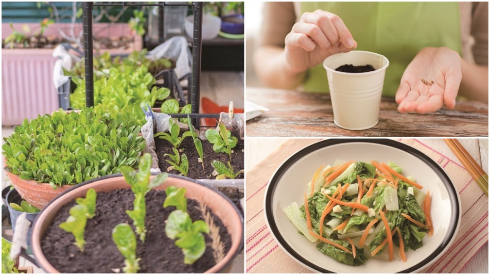 陽台就是菜園！５款「常備蔬菜」居家種植撇步，辛香料、高營養葉菜輕鬆收成