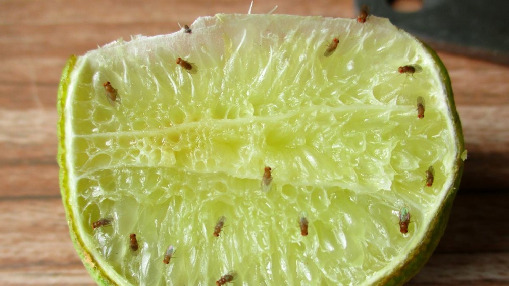 家裡突然很多果蠅怎麼辦？內行人靠「１招」１天全消滅，不需要使用殺蟲劑