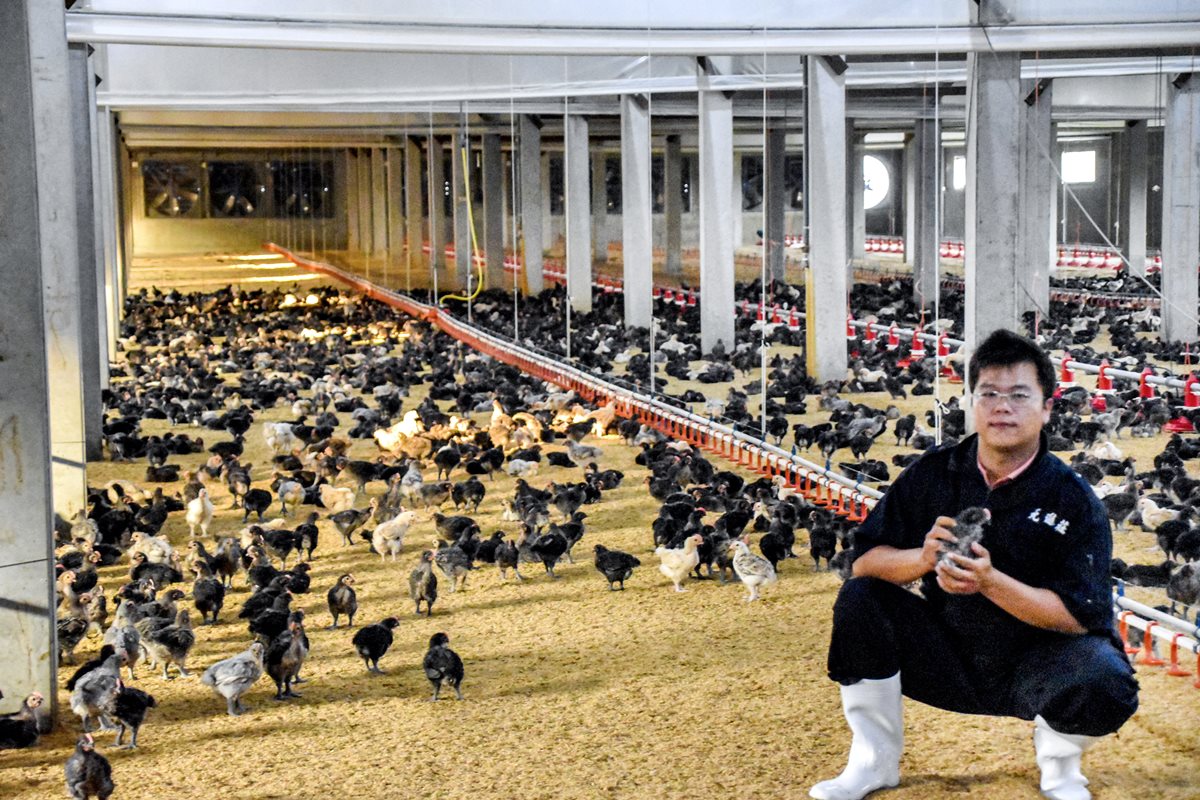 這家滴雞精用的雞有產銷履歷!18種氨基酸讓人精氣神滿滿 這家滴雞精用的雞有產銷履歷!18種氨基酸讓人精氣神滿滿