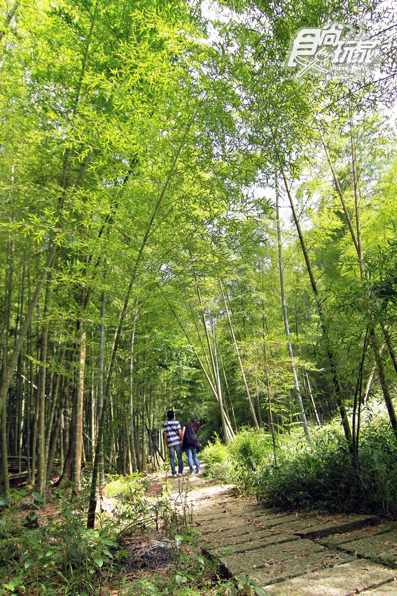 你的畢業旅行在這裡嗎?溪頭大學池、東南亞最大銀杏森林、南投最美小學、竹林隧道 你的畢業旅行在這裡嗎?溪頭大學池、東南亞最大銀杏森林、南投最美小學、竹林隧道