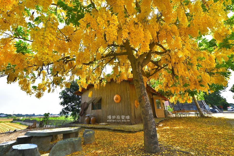 天啊颱風一吹就沒了!全台14個「黃金阿勃勒爆發景點」快搶拍 天啊颱風一吹就沒了!全台14個「黃金阿勃勒爆發景點」快搶拍