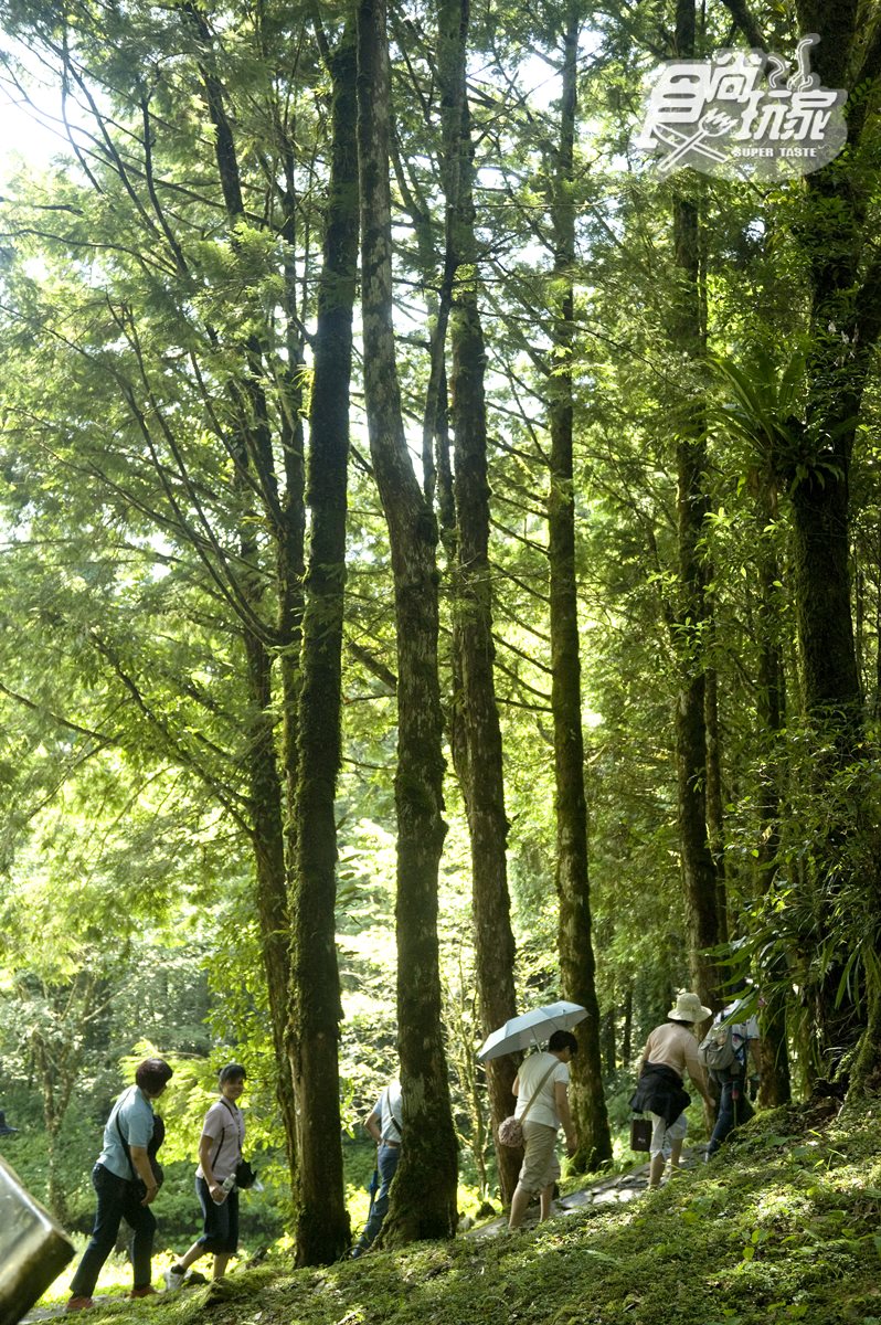 夏天避暑這樣玩#宜蘭「全程16℃」的山湖生態祕徑:千年神木步道、森林小火車、三星蔥田DIY 夏天避暑這樣玩#宜蘭「全程16℃」的山湖生態祕徑:千年神木步道、森林小火車、三星蔥田DIY