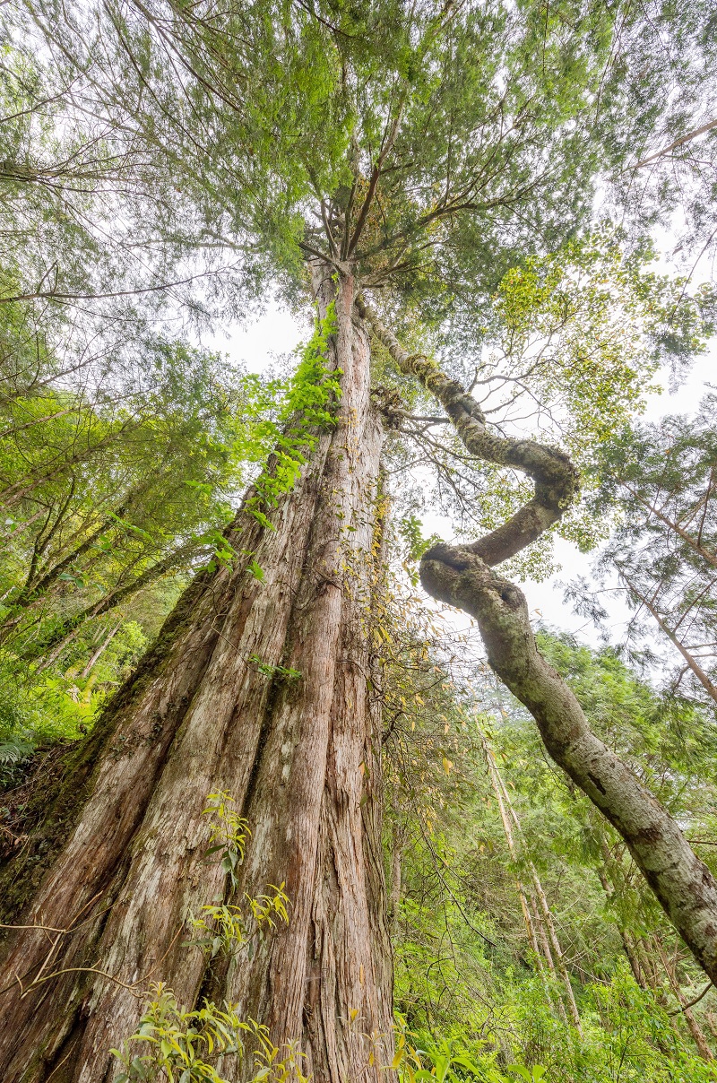 闖進馬告神木森林、與鯨同遊龜山島！飯店暑期特惠活動開跑