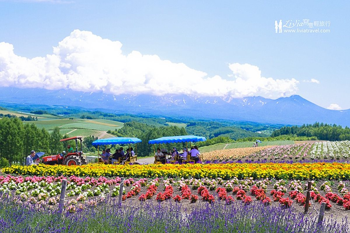 夏天玩北海道「彩虹花田」 最內行!這3處「無料景點」根本像仙境 夏天玩北海道「彩虹花田」 最內行!這3處「無料景點」根本像仙境