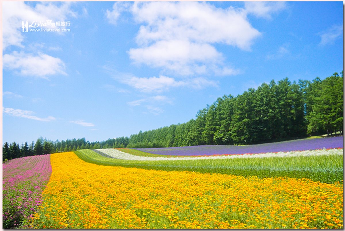 夏天玩北海道「彩虹花田」 最內行!這3處「無料景點」根本像仙境 夏天玩北海道「彩虹花田」 最內行!這3處「無料景點」根本像仙境