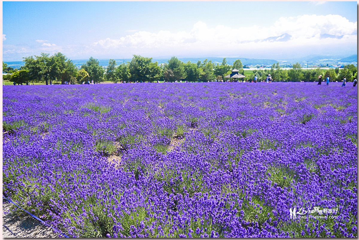 夏天玩北海道「彩虹花田」 最內行!這3處「無料景點」根本像仙境 夏天玩北海道「彩虹花田」 最內行!這3處「無料景點」根本像仙境