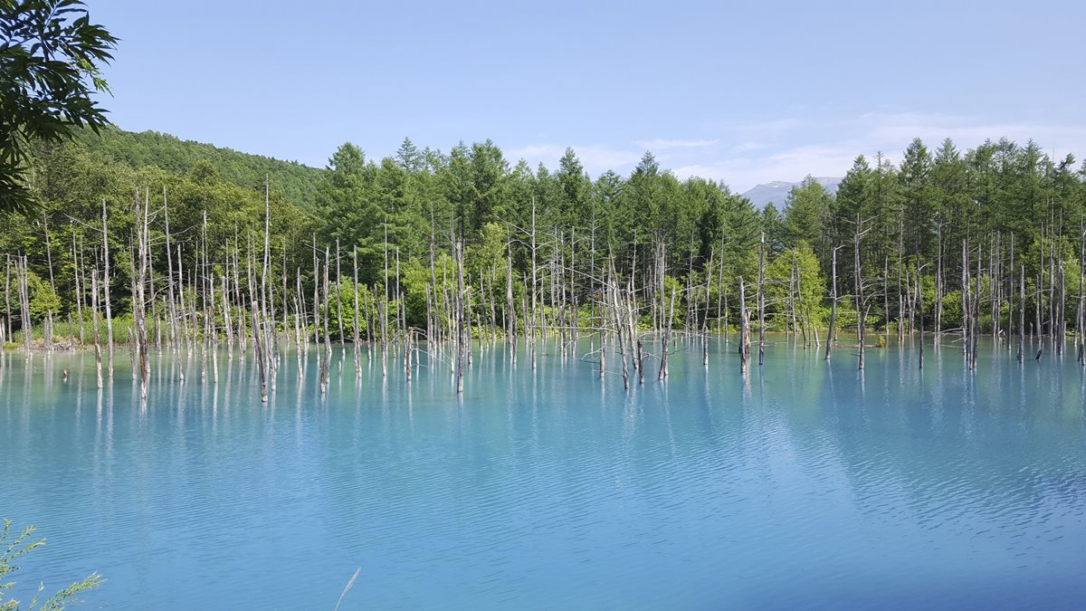 夏天玩北海道「彩虹花田」 最內行!這3處「無料景點」根本像仙境 夏天玩北海道「彩虹花田」 最內行!這3處「無料景點」根本像仙境