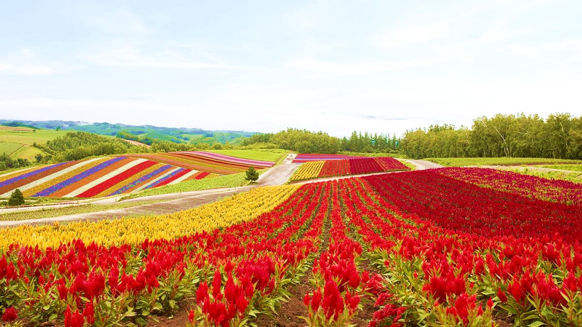 夏天玩北海道「彩虹花田」 最內行!這3處「無料景點」根本像仙境 夏天玩北海道「彩虹花田」 最內行!這3處「無料景點」根本像仙境