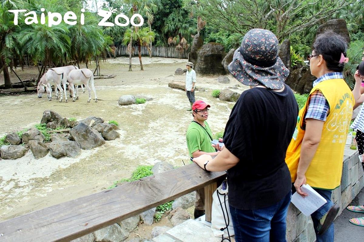 夜遊才有趣！一年只限8天「動物園」暑假夜間遊園開放了