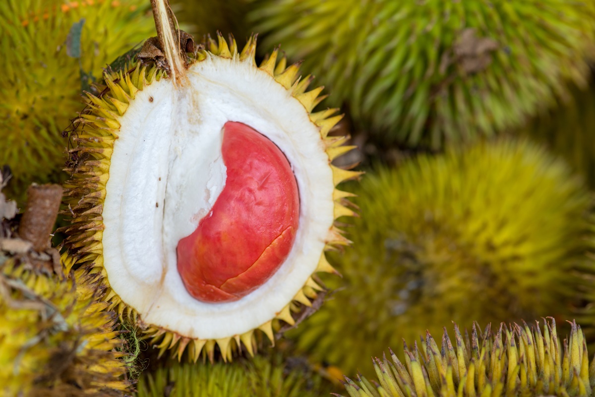 超美「紅色榴槤」這4個地方吃得到！帶有「焦糖味」榴槤吃過嗎？