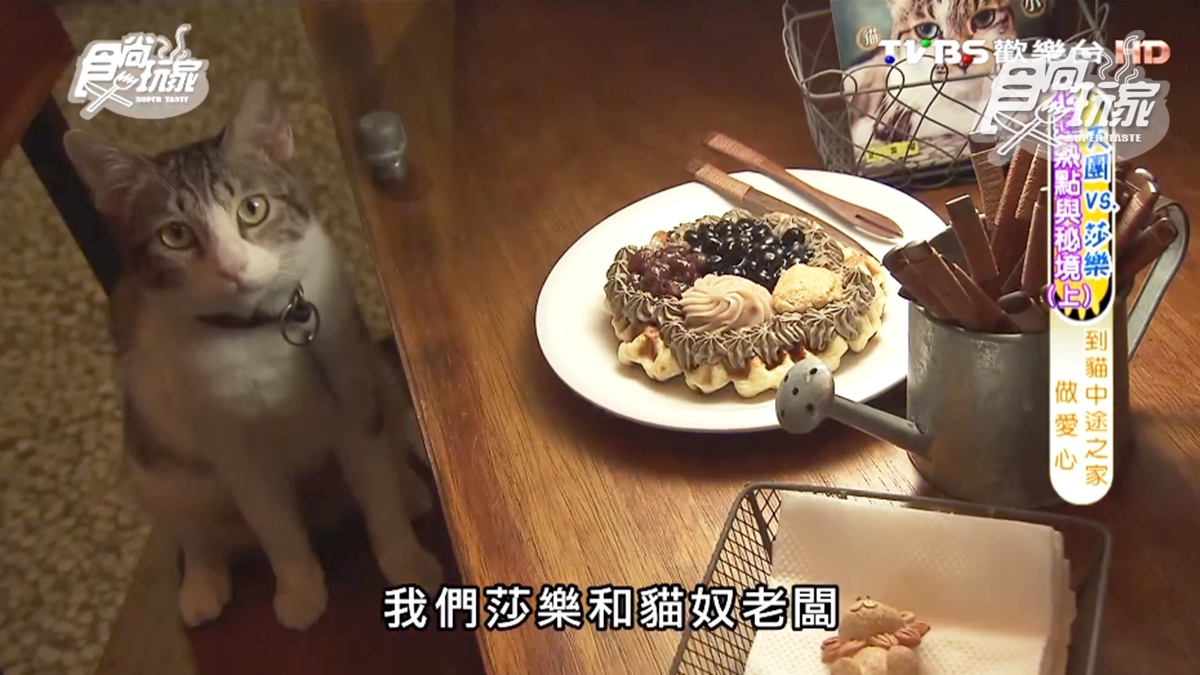 超療癒！喵星人陪你吃下午茶，必點「台洋混血鬆餅」「有良心燒仙草」