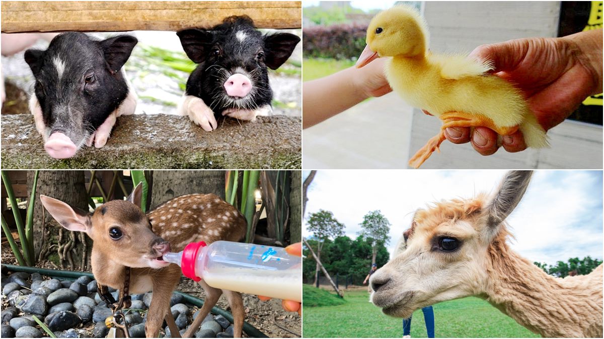 【全台20個親子動物農場】超可愛動物朋友集合啦！羊駝、狐獴、小鴨、毛兔、萌萌豬，還有斑比陪賽跑