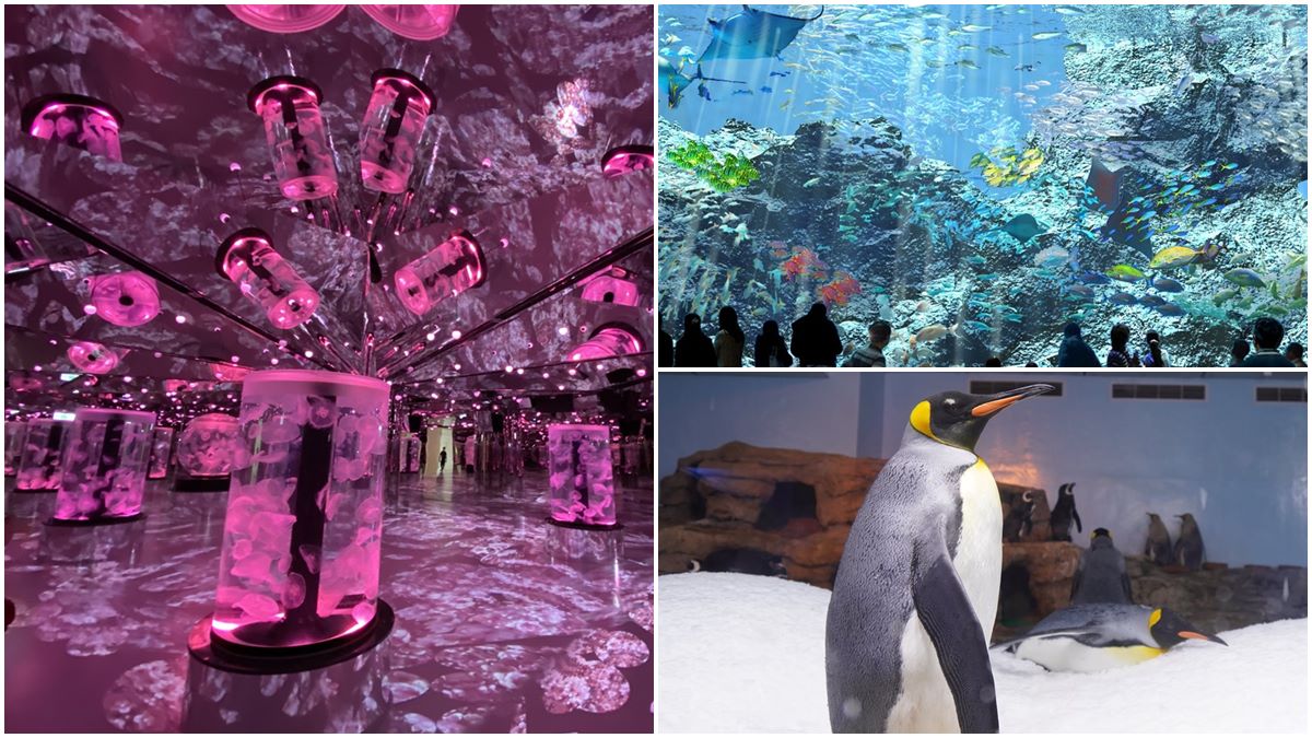 電視節目首曝光！桃園「Xpark」水族館全攻略，必拍8公尺高水槽、虹光水母牆