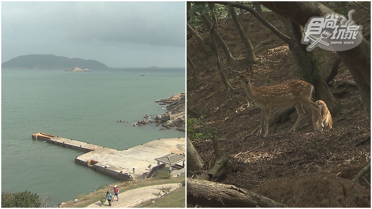 台版奈良再升級！馬祖大坵島和野生小鹿近距離互動，還能賞360度無敵海景