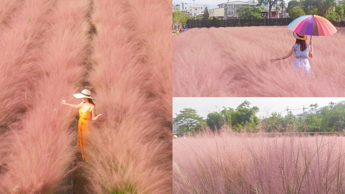 一秒飛韓國！全台獨有「粉紅色芒草」這裡拍，每人50元都能當網美