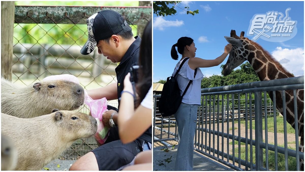 南台灣最大野生動物園！可近距離餵食療癒水豚君，還有超可愛長頸鹿會撒嬌