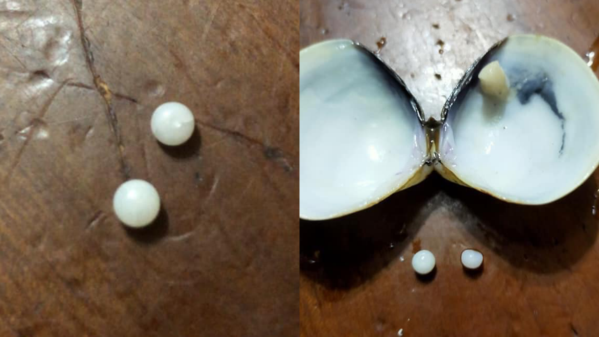 好市多蛤蜊驚見「珍珠」？！女嗨翻PO網，網揭真相竟是這個