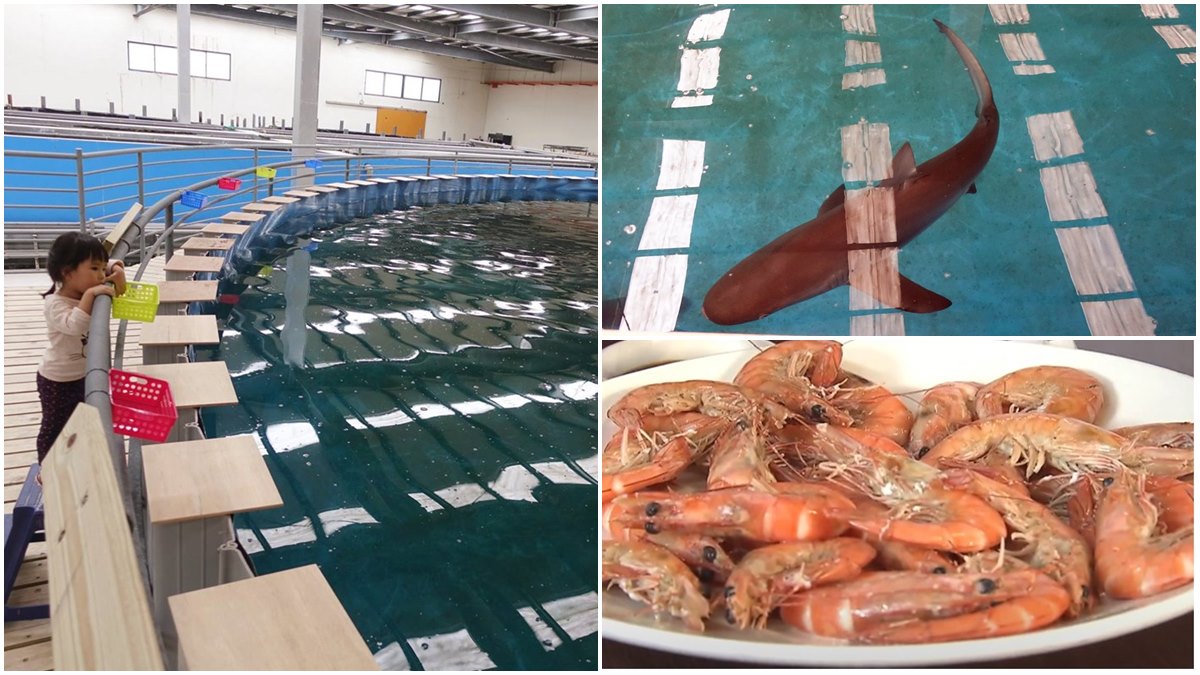 全台唯一體驗餵鯊魚！宜蘭養殖場變身水族館，門票還能折抵消費嘗新鮮白蝦