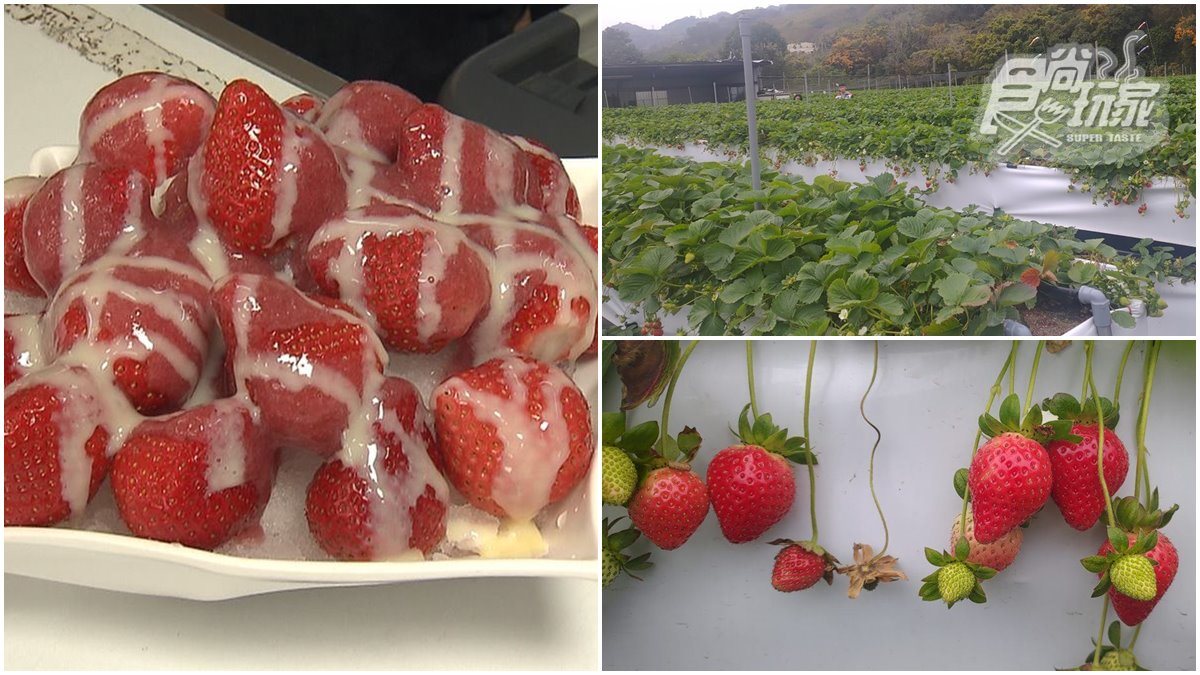 苗栗7萬株超大草莓海！牛奶灌溉ㄟ更香甜，夢幻白草莓免飛日本就吃得到