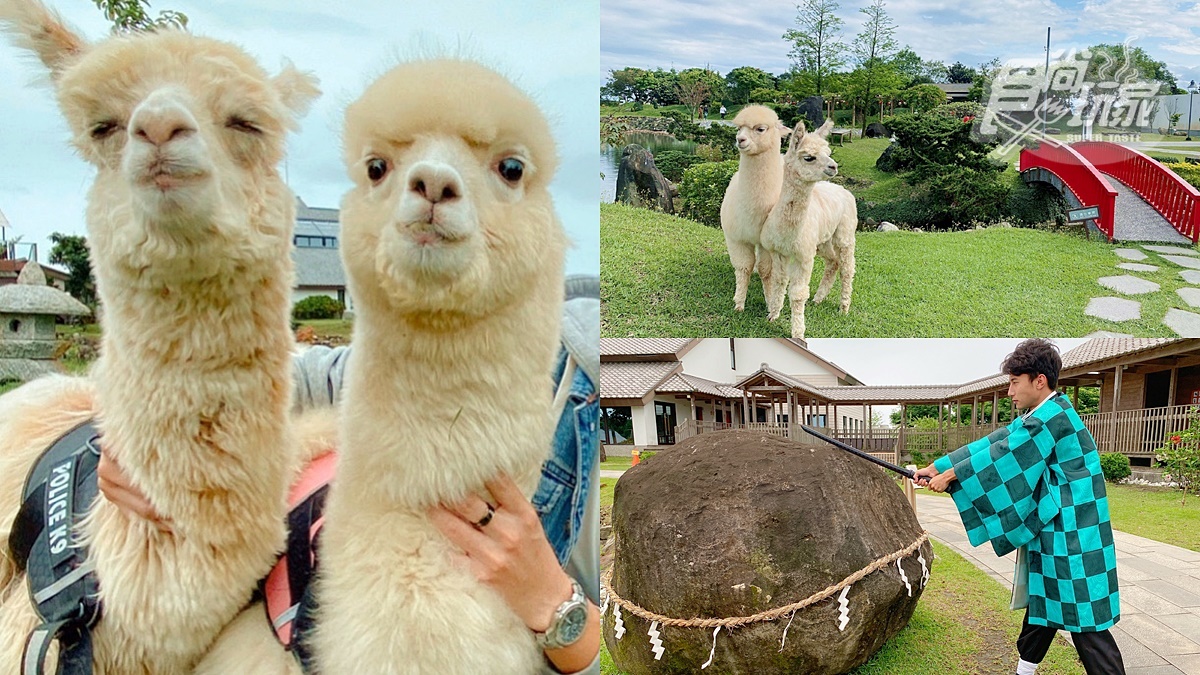 全台唯一免預約「動物體驗飯店」！羊駝、水豚和狐獴都有，還能扮炭治郎、爽泡日式湯泉