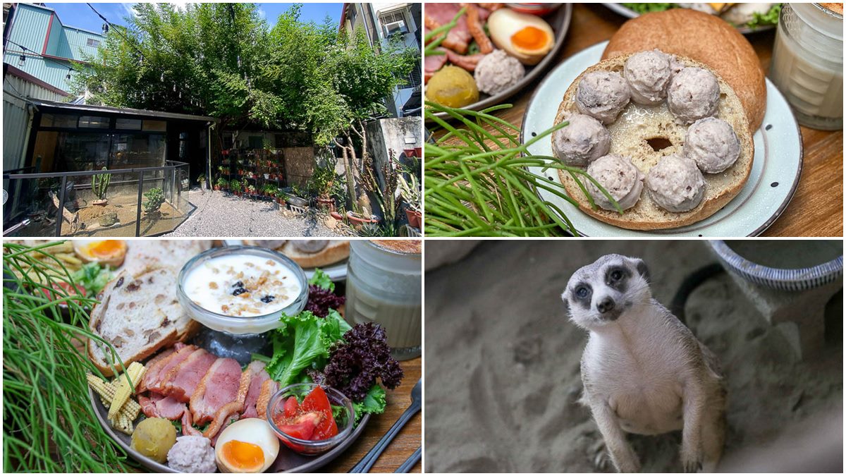 動物控快衝！台南老宅咖啡廳有「小狐獴」陪你吃飯，必點澎派「燻鴨胸拼盤」