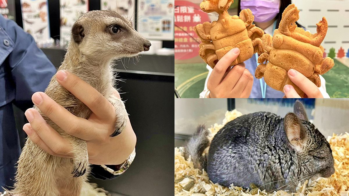 宮崎駿龍貓、獅子王丁滿現身百貨！珍稀物種展免費看，還有全台唯一甲蟲餐廳