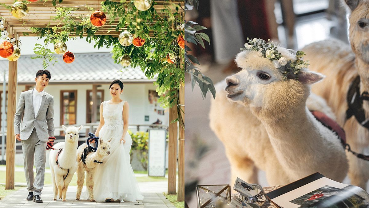 全台唯一「羊駝婚禮」在宜蘭！日式園區提供羊駝證婚，還有免費住飯店好康