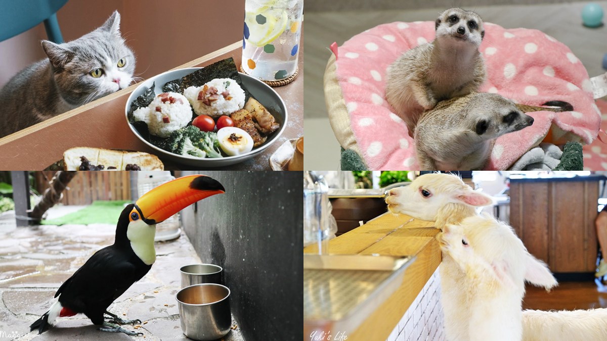 不只貓貓狗狗！北中５家超萌「動物餐廳」：罕見大嘴鳥、狐獴、草泥馬統統有