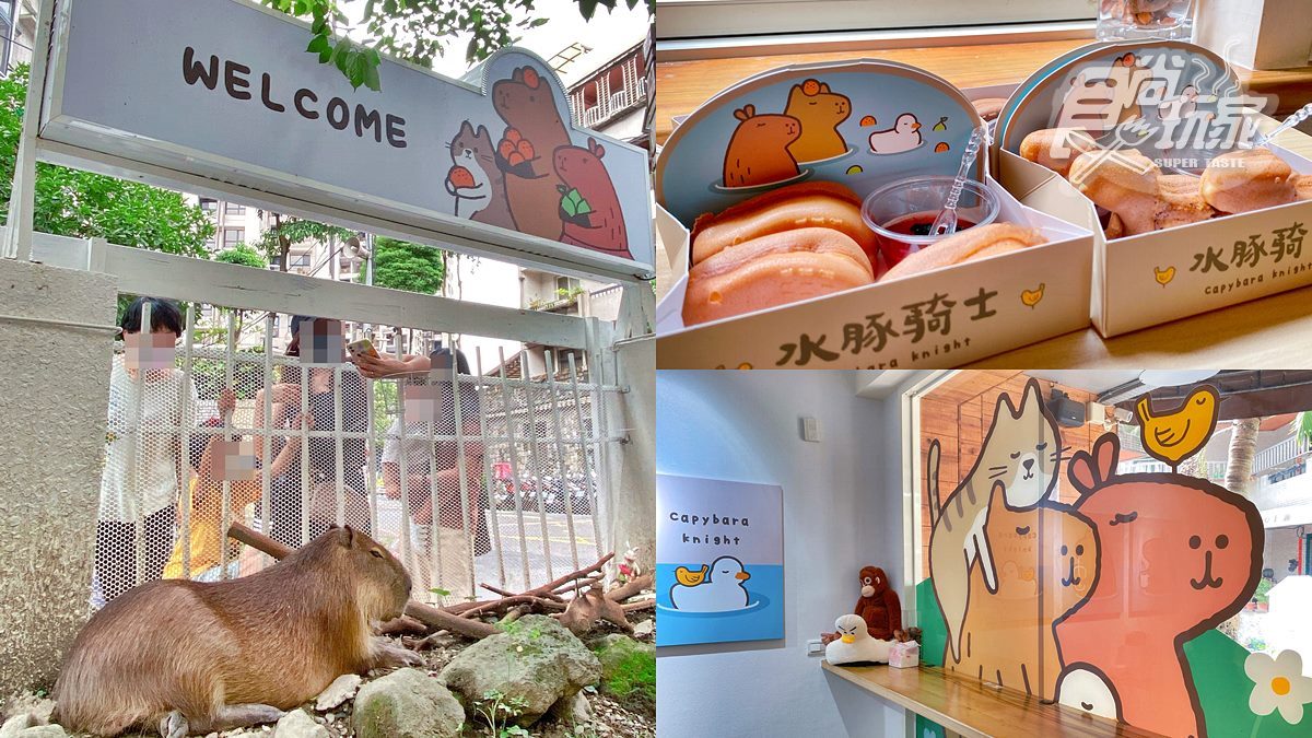 【新開店】免衝宜蘭！新北首家「水豚主題餐廳」，必拍柯爾鴨、超可愛雞蛋糕