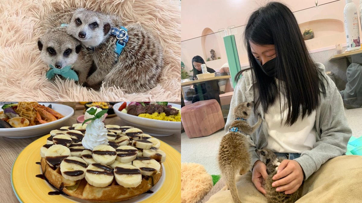 與狐獴寶寶抱抱！台北主題餐廳推超萌「狐獴互動區」，甜點必嘗爆量香蕉鬆餅