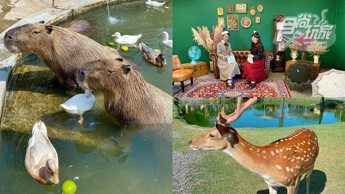 看鴨鴨按摩水豚君！秒飛日本旅宿變身「大正網美」，還有台版奈良拿免費好康