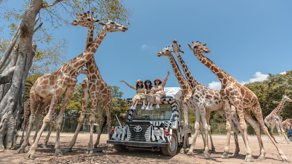 想報名+1！動物園超狂體驗「長頸鹿餵食」，獨享吉普車專屬網美照