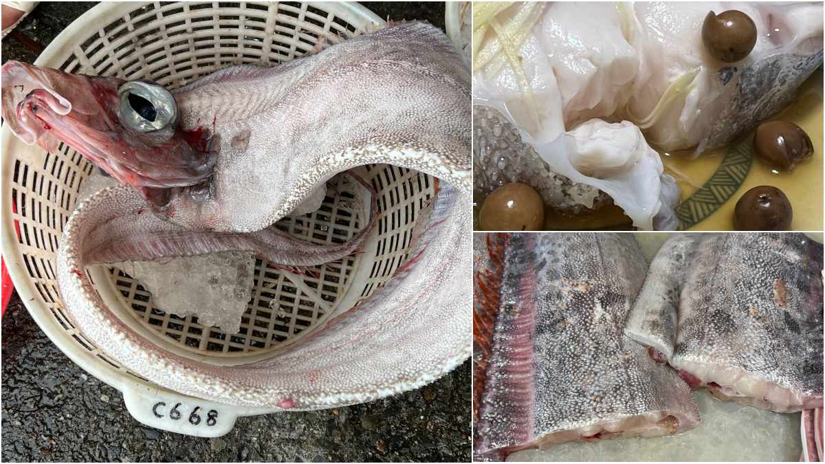 「地震魚」頻現身！地震魚可以吃嗎？資深老饕嘗鮮後「神奇口感」曝光