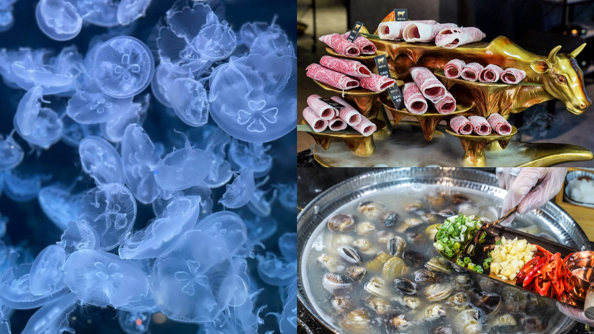 免衝水族館擠人！超低調「火鍋界Xpark」藏夢幻水母牆，爽嗑爆量蛤蜊、A5和牛