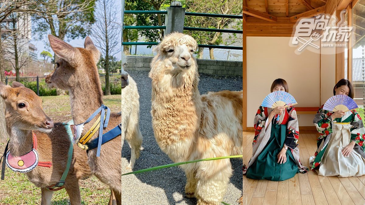 全台最大日式動物園！梅花鹿、羊駝和水豚都有，全新韓版和服秒變日本女大生