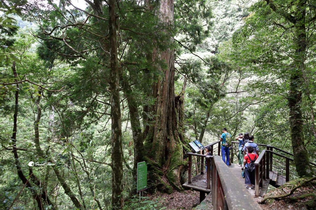 100元逛整天！桃園全新森林遊樂區「這天」起開園，巨大「神木群步道」超壯觀