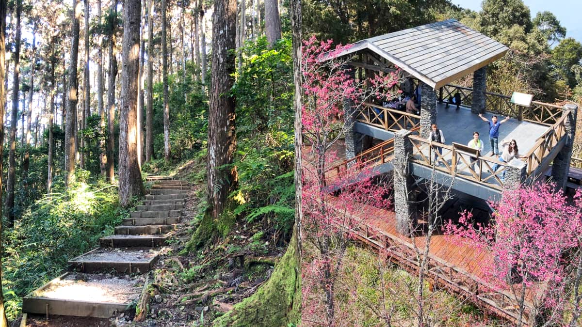 120元逛整天！「南部小溪頭」4/21起免預約入園，票價、路線、交通資訊一次看