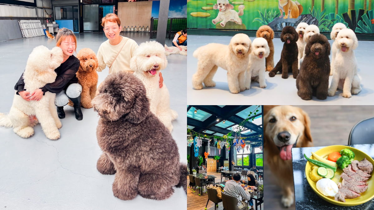 全台唯一「貴賓犬餐廳」在這！10隻大貴賓坐鎮萌到犯規，還有毛孩特餐好貼心