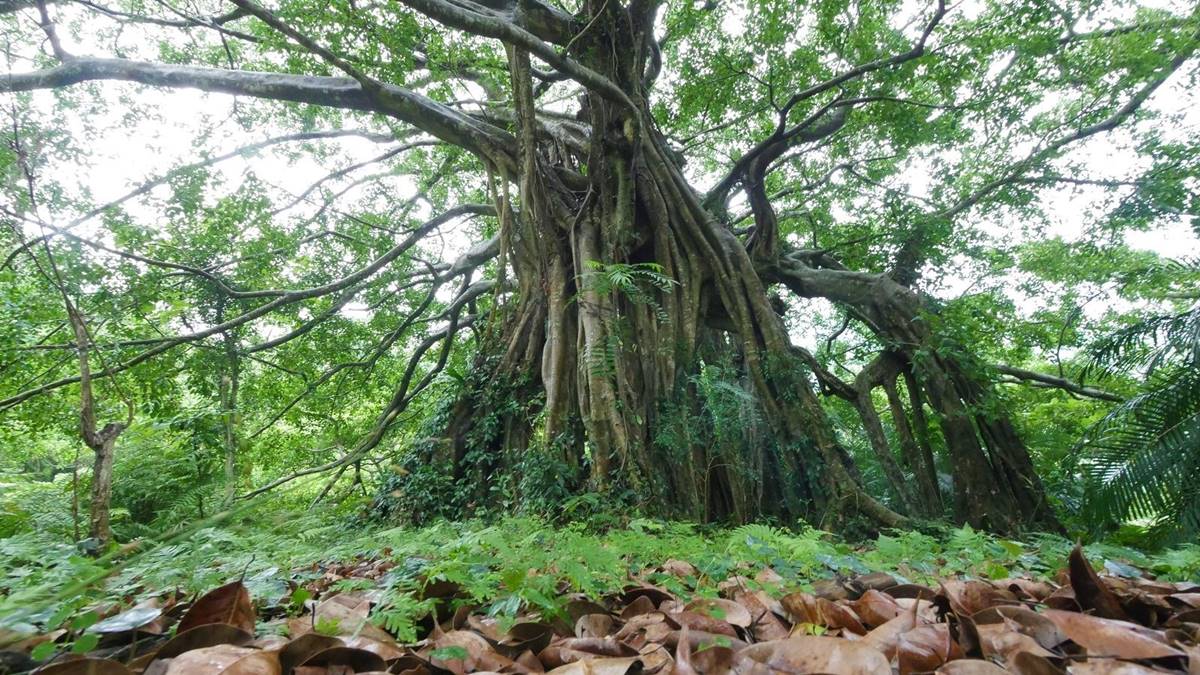 12歲以下免門票!全台最強「國家森林遊樂區」TOP15,負離子、芬多精免費吸爆 12歲以下免門票!全台最強「國家森林遊樂區」TOP15,負離子、芬多精免費吸爆
