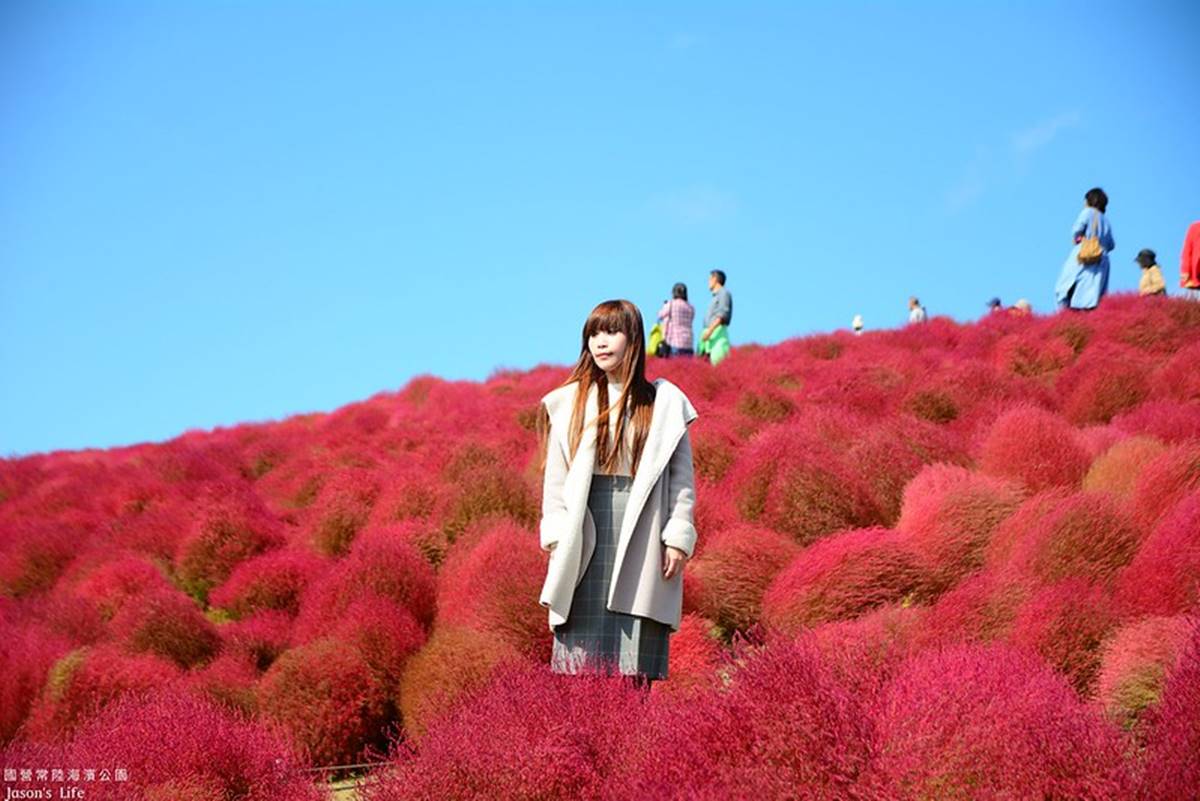 秋季限定「毛絨絨美景」!萬坪祕境公園打卡「千株波波草」,整片紅通通拍到飽 秋季限定「毛絨絨美景」!萬坪祕境公園打卡「千株波波草」,整片紅通通拍到飽