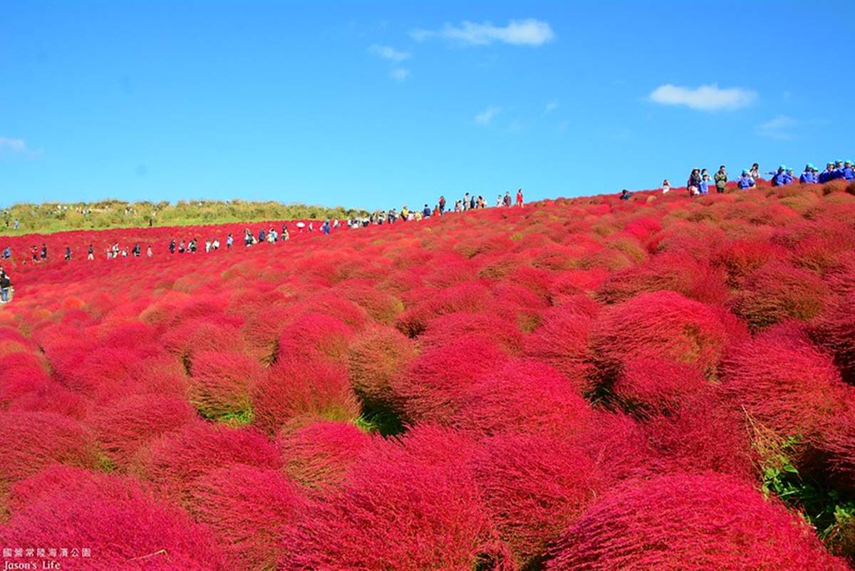 秋季限定「毛絨絨美景」!萬坪祕境公園打卡「千株波波草」,整片紅通通拍到飽 秋季限定「毛絨絨美景」!萬坪祕境公園打卡「千株波波草」,整片紅通通拍到飽
