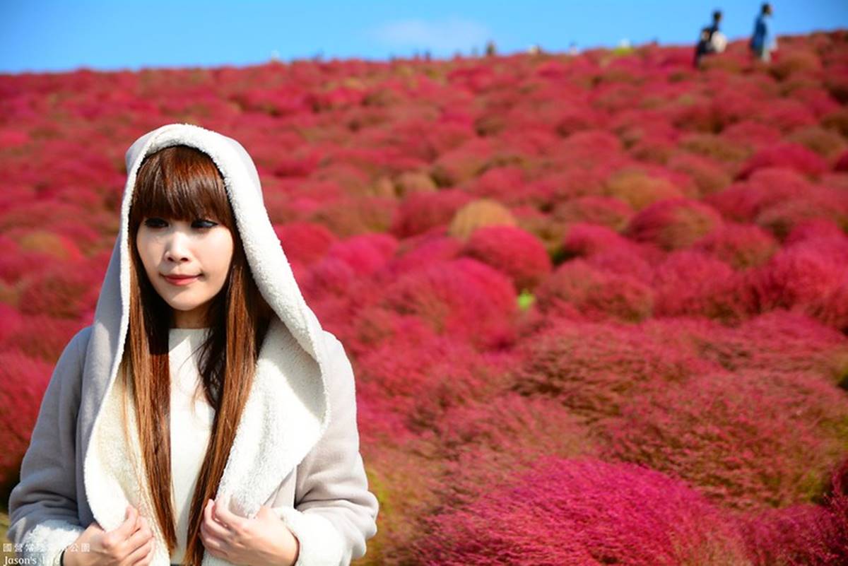 秋季限定「毛絨絨美景」!萬坪祕境公園打卡「千株波波草」,整片紅通通拍到飽 秋季限定「毛絨絨美景」!萬坪祕境公園打卡「千株波波草」,整片紅通通拍到飽