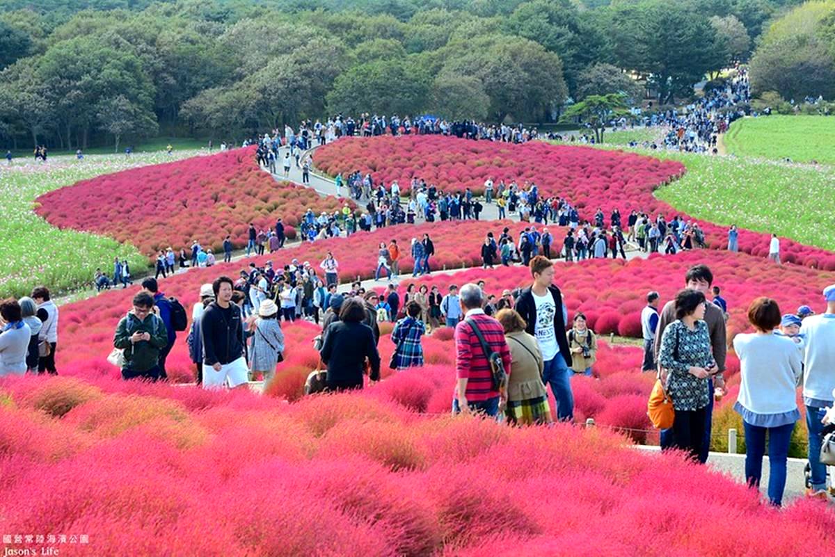 秋季限定「毛絨絨美景」!萬坪祕境公園打卡「千株波波草」,整片紅通通拍到飽 秋季限定「毛絨絨美景」!萬坪祕境公園打卡「千株波波草」,整片紅通通拍到飽